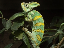 Juliane Eirich, Yemen Chameleon, 2014