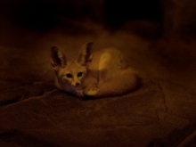 Juliane Eirich, Desert Fox, 2014