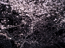 Cherry Blossom, Korea Diary, 2007/08