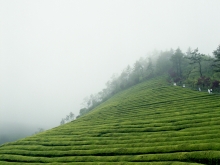 Green Tea Field, Korea Diary, 2007/08