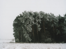 Anne Schwalbe, Noch ein Winterwald, 2006