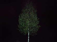 Juliane Eirich, Birch Tree II, 2014