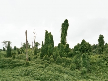 Ghost Trees after deforestation, Malaysia 10/2012