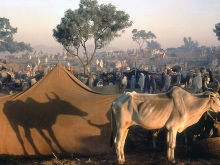Bullocks for sale, Pushkar fair, Rajasthan, 1974